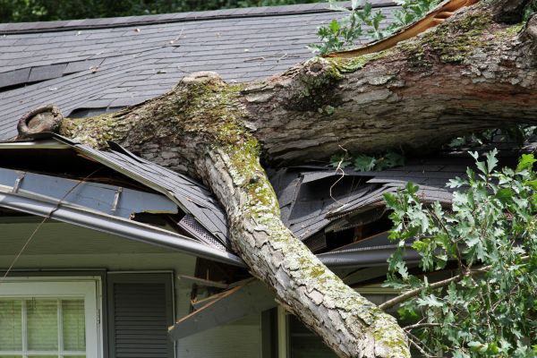 Cost of Storm Remediation in Wheaton
