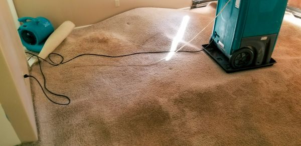 Cost of Carpet Water Extraction in Wheaton